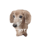 ちょこっとちょこちゃん！（個別スタンプ：7）