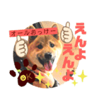 岡山弁 柴犬スタンプ´•ᴥ•`（個別スタンプ：1）