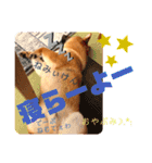岡山弁 柴犬スタンプ´•ᴥ•`（個別スタンプ：2）