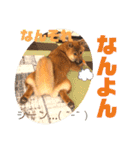 岡山弁 柴犬スタンプ´•ᴥ•`（個別スタンプ：3）