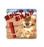 岡山弁 柴犬スタンプ´•ᴥ•`（個別スタンプ：4）