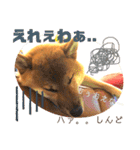 岡山弁 柴犬スタンプ´•ᴥ•`（個別スタンプ：5）