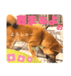 岡山弁 柴犬スタンプ´•ᴥ•`（個別スタンプ：6）