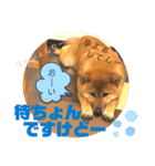 岡山弁 柴犬スタンプ´•ᴥ•`（個別スタンプ：7）