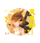 岡山弁 柴犬スタンプ´•ᴥ•`（個別スタンプ：10）