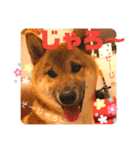 岡山弁 柴犬スタンプ´•ᴥ•`（個別スタンプ：11）