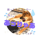 岡山弁 柴犬スタンプ´•ᴥ•`（個別スタンプ：12）