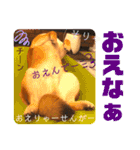 岡山弁 柴犬スタンプ´•ᴥ•`（個別スタンプ：13）
