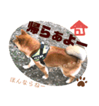 岡山弁 柴犬スタンプ´•ᴥ•`（個別スタンプ：15）