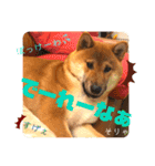 岡山弁 柴犬スタンプ´•ᴥ•`（個別スタンプ：16）
