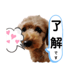 ラブリーごん太トイプードル兄妹2（個別スタンプ：3）