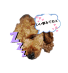 ラブリーごん太トイプードル兄妹2（個別スタンプ：4）