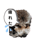 ラブリーごん太トイプードル兄妹2（個別スタンプ：5）