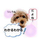 ラブリーごん太トイプードル兄妹2（個別スタンプ：7）