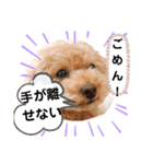 ラブリーごん太トイプードル兄妹2（個別スタンプ：8）