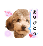 ラブリーごん太トイプードル兄妹2（個別スタンプ：11）