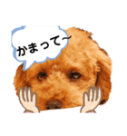 ラブリーごん太トイプードル兄妹2（個別スタンプ：12）