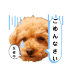 ラブリーごん太トイプードル兄妹2（個別スタンプ：13）