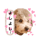 ラブリーごん太トイプードル兄妹2（個別スタンプ：14）