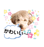 ラブリーごん太トイプードル兄妹2（個別スタンプ：15）