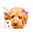 ラブリーごん太トイプードル兄妹2（個別スタンプ：17）