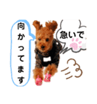 ラブリーごん太トイプードル兄妹2（個別スタンプ：18）