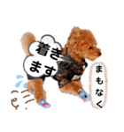 ラブリーごん太トイプードル兄妹2（個別スタンプ：20）