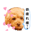 ラブリーごん太トイプードル兄妹2（個別スタンプ：21）