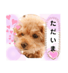 ラブリーごん太トイプードル兄妹2（個別スタンプ：25）