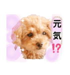 ラブリーごん太トイプードル兄妹2（個別スタンプ：26）