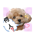 ラブリーごん太トイプードル兄妹2（個別スタンプ：37）