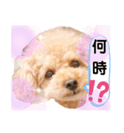 ラブリーごん太トイプードル兄妹2（個別スタンプ：38）