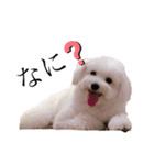 ふらっふぃースタンプ（個別スタンプ：5）