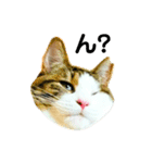 猫のタビッチ！ 写真スタンプ（個別スタンプ：1）