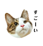 猫のタビッチ！ 写真スタンプ（個別スタンプ：3）