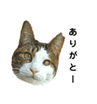 猫のタビッチ！ 写真スタンプ（個別スタンプ：4）