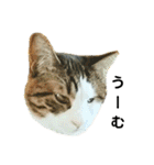 猫のタビッチ！ 写真スタンプ（個別スタンプ：5）