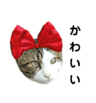 猫のタビッチ！ 写真スタンプ（個別スタンプ：8）