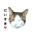 猫のタビッチ！ 写真スタンプ（個別スタンプ：9）