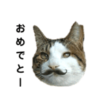 猫のタビッチ！ 写真スタンプ（個別スタンプ：10）