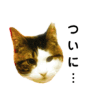 猫のタビッチ！ 写真スタンプ（個別スタンプ：12）