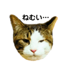 猫のタビッチ！ 写真スタンプ（個別スタンプ：13）