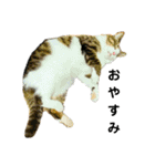 猫のタビッチ！ 写真スタンプ（個別スタンプ：14）
