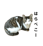 猫のタビッチ！ 写真スタンプ（個別スタンプ：18）