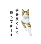 猫のタビッチ！ 写真スタンプ（個別スタンプ：22）
