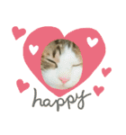 猫のタビッチ！ 写真スタンプ（個別スタンプ：23）