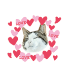 猫のタビッチ！ 写真スタンプ（個別スタンプ：24）