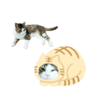 猫のタビッチ！ 写真スタンプ（個別スタンプ：26）