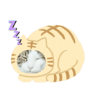 猫のタビッチ！ 写真スタンプ（個別スタンプ：29）