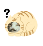 猫のタビッチ！ 写真スタンプ（個別スタンプ：30）